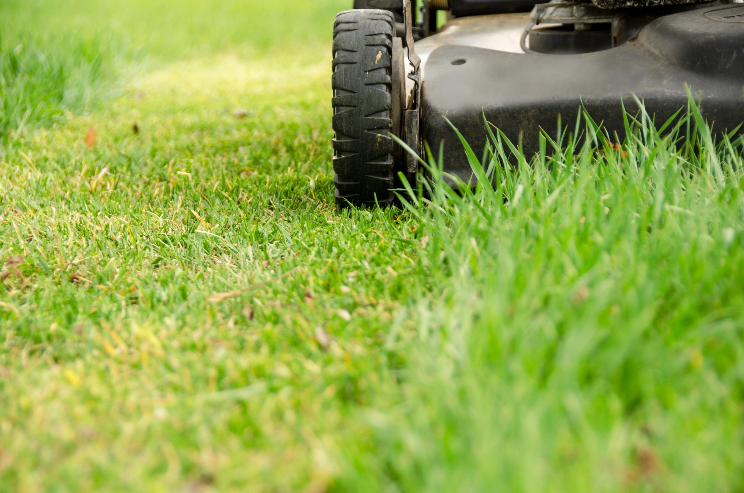 Close-up of a lawn mower wheel on grass